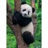 Ravensburger Puzzel Panda en Koala 2x500 Stukjes_